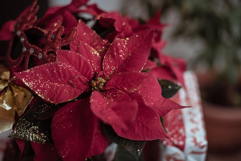 Botanical Ornaments