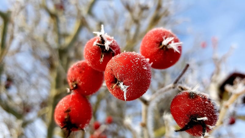 Earthly Embellishments